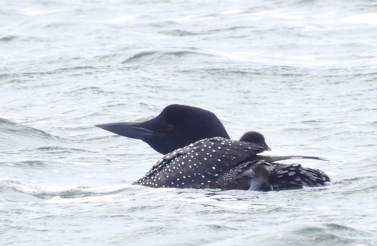 Common Loon - ML620195546