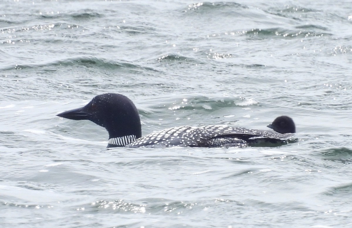 Common Loon - ML620195551