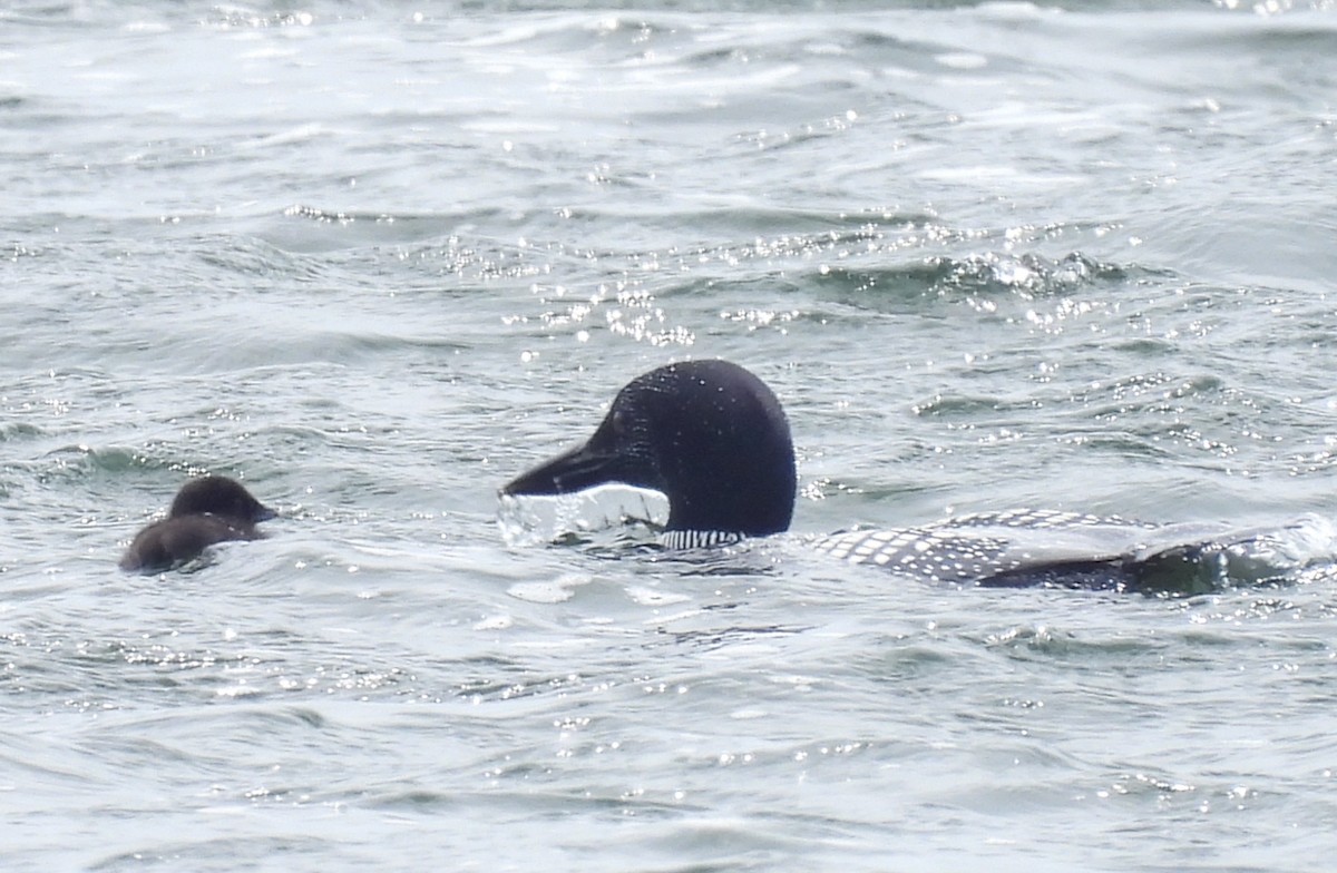 Common Loon - ML620195552