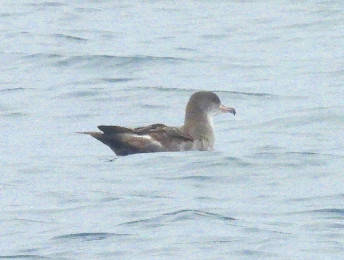 Pink-footed Shearwater - ML620195559