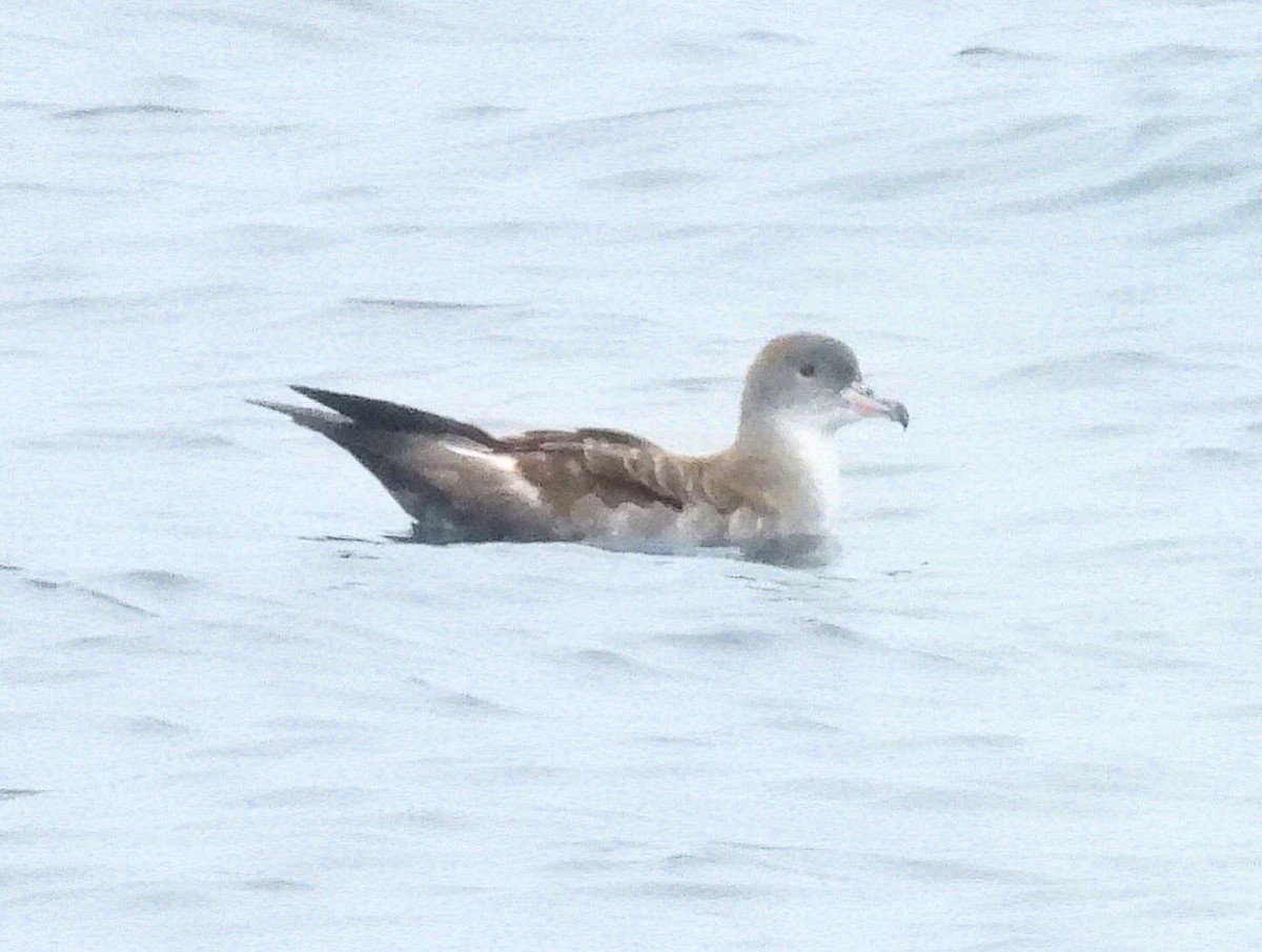 Pink-footed Shearwater - ML620195560