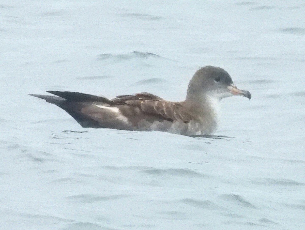 Puffin à pieds roses - ML620195561