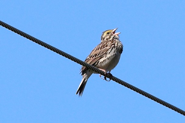 Savannah Sparrow - Darcy Pinotti
