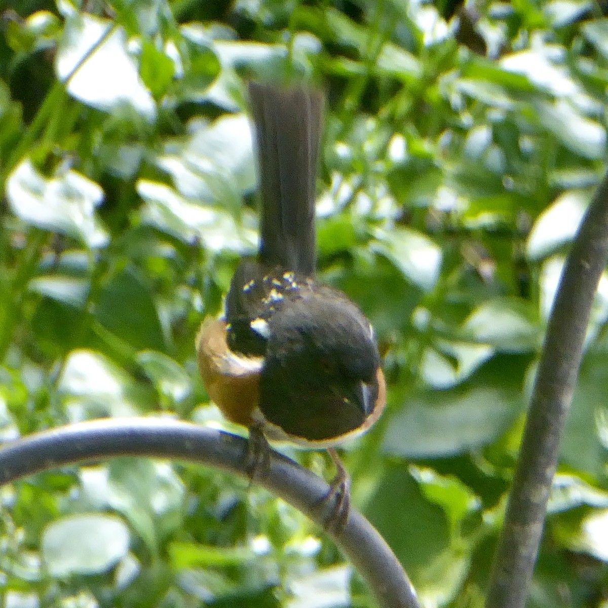 Spotted Towhee - ML620195563