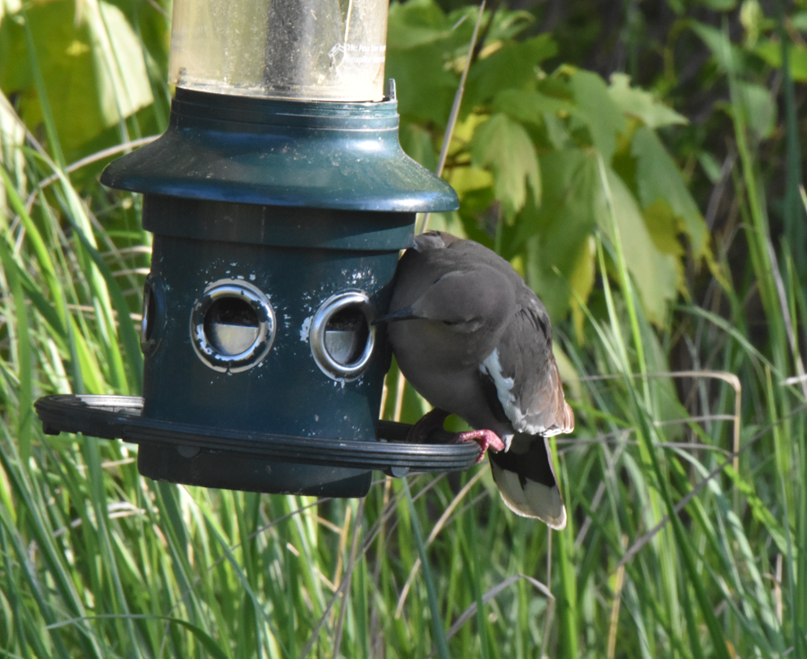 White-winged Dove - ML620195564