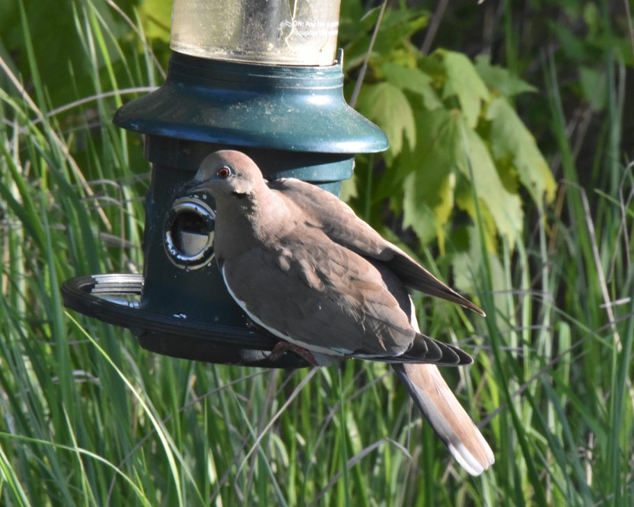 White-winged Dove - ML620195565