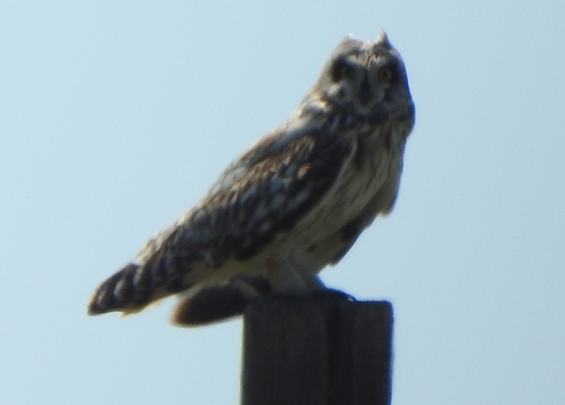 Short-eared Owl - ML620195572