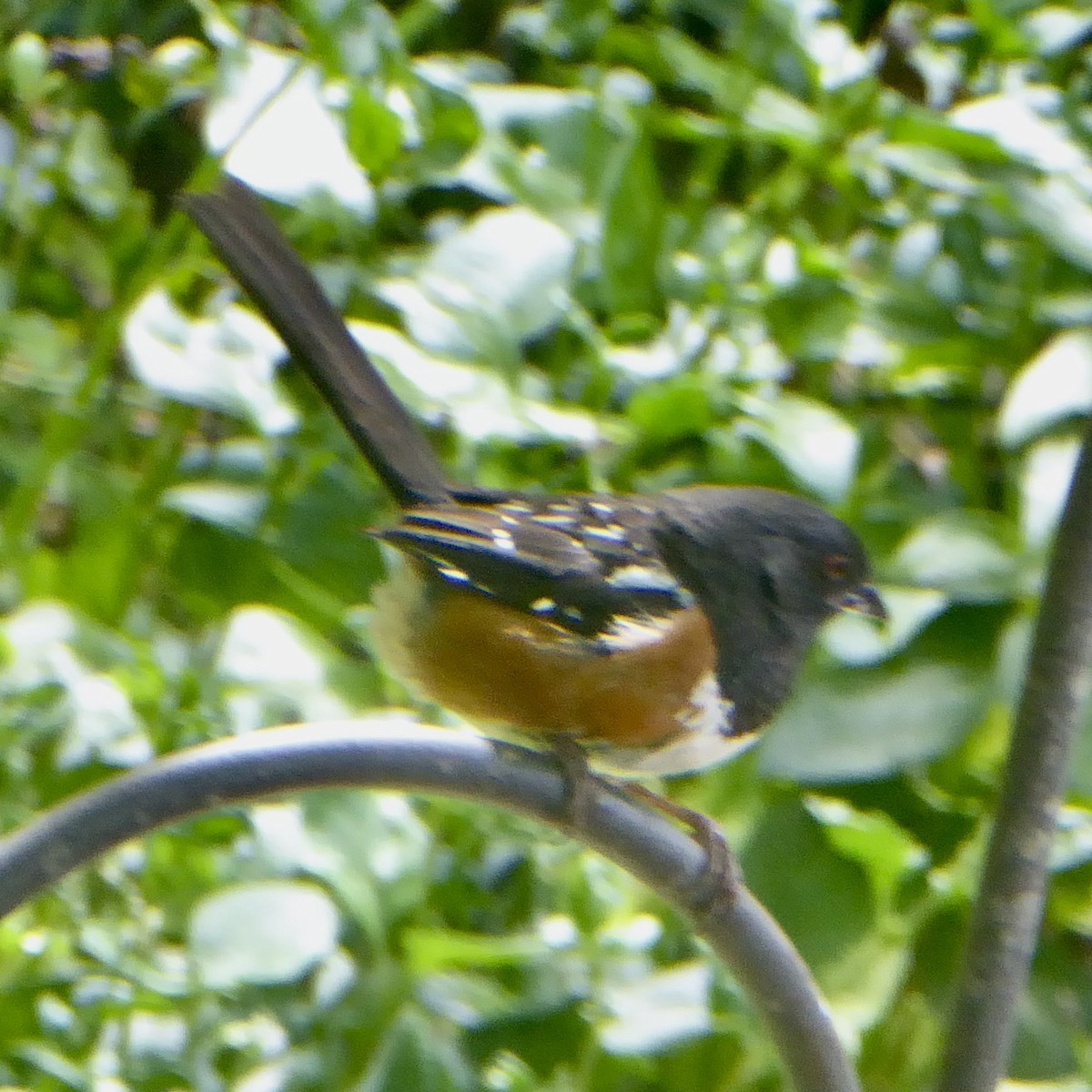 Spotted Towhee - ML620195576