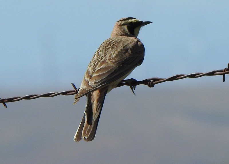 Horned Lark - Andy Frank