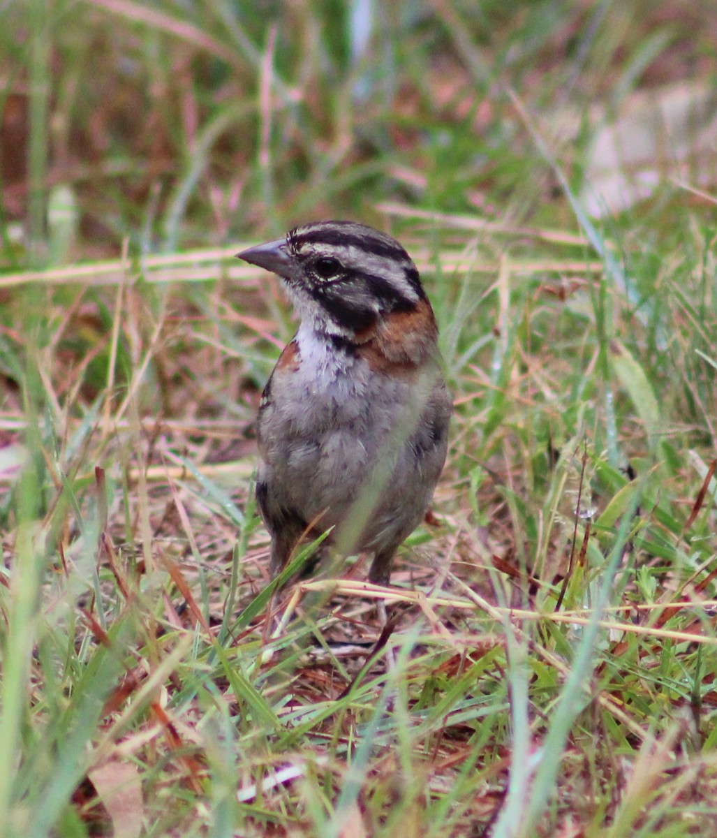 Rufous-collared Sparrow - ML620195591