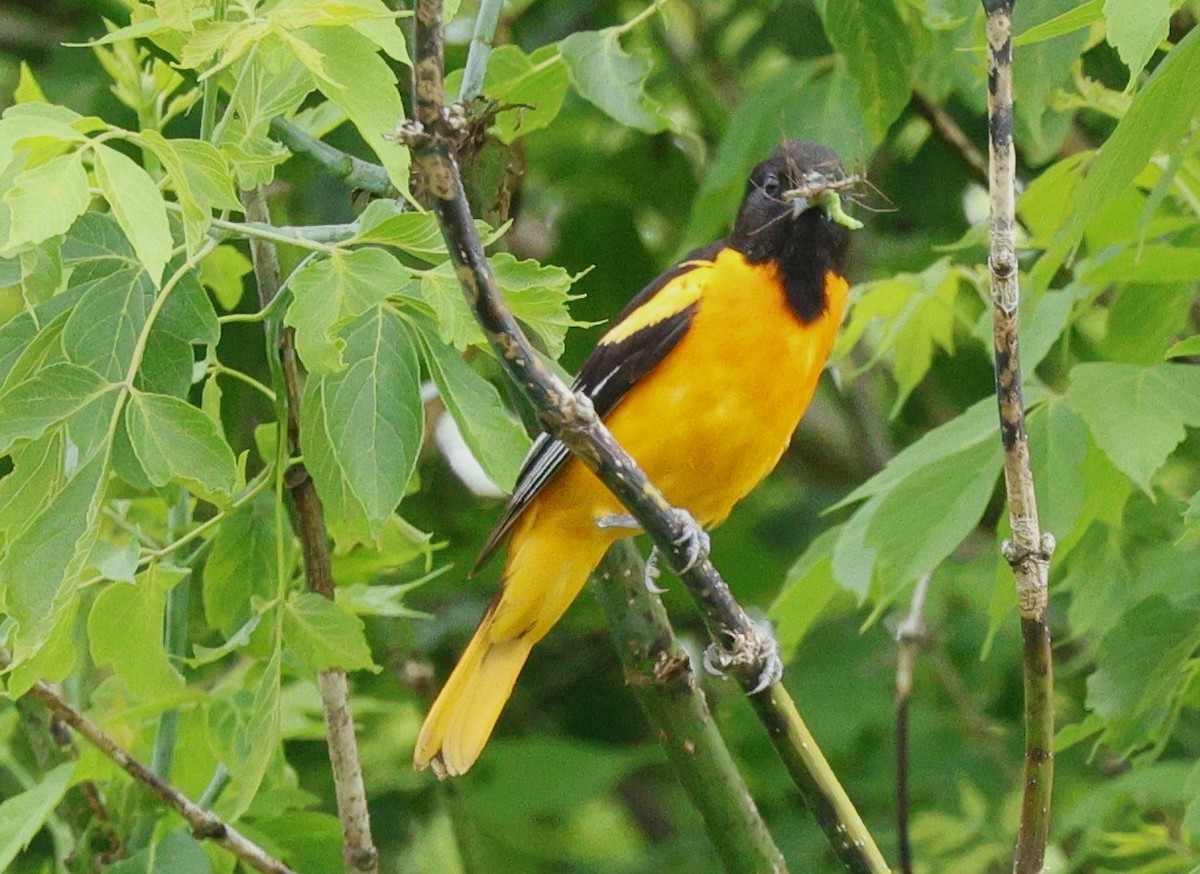 Oriole de Baltimore - ML620195592