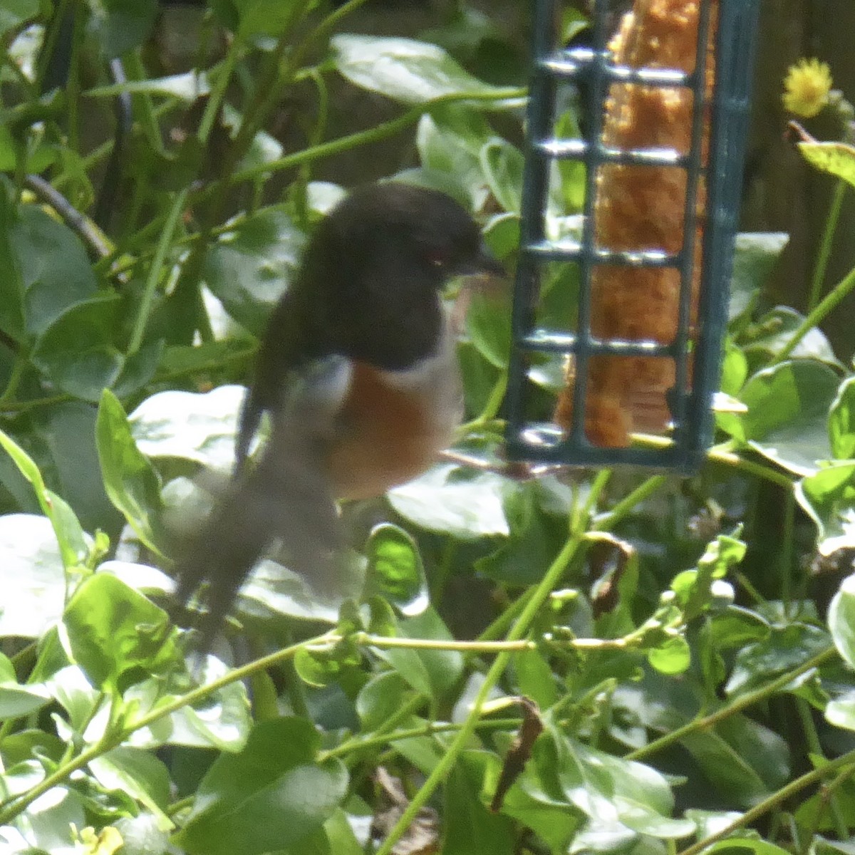 Spotted Towhee - ML620195600