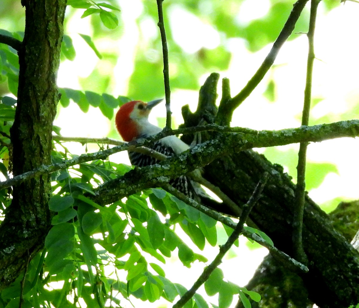 Red-bellied Woodpecker - ML620195607