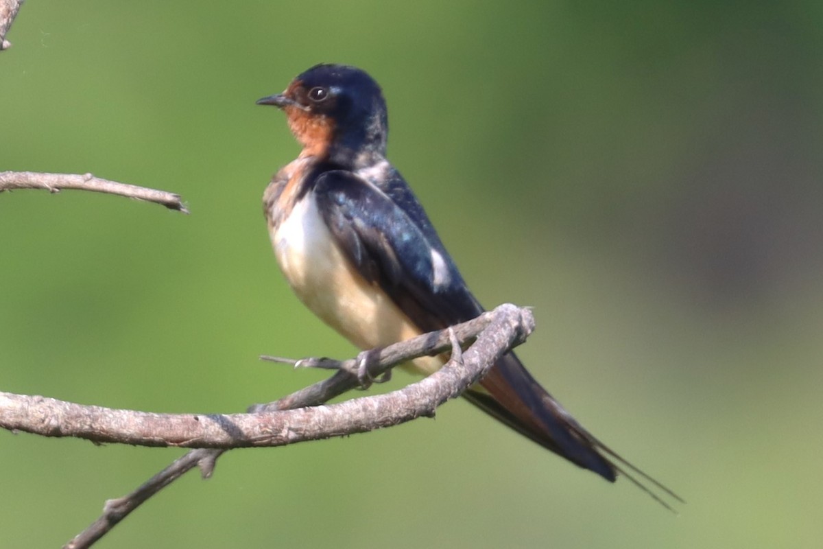 Barn Swallow - Wayne Patterson