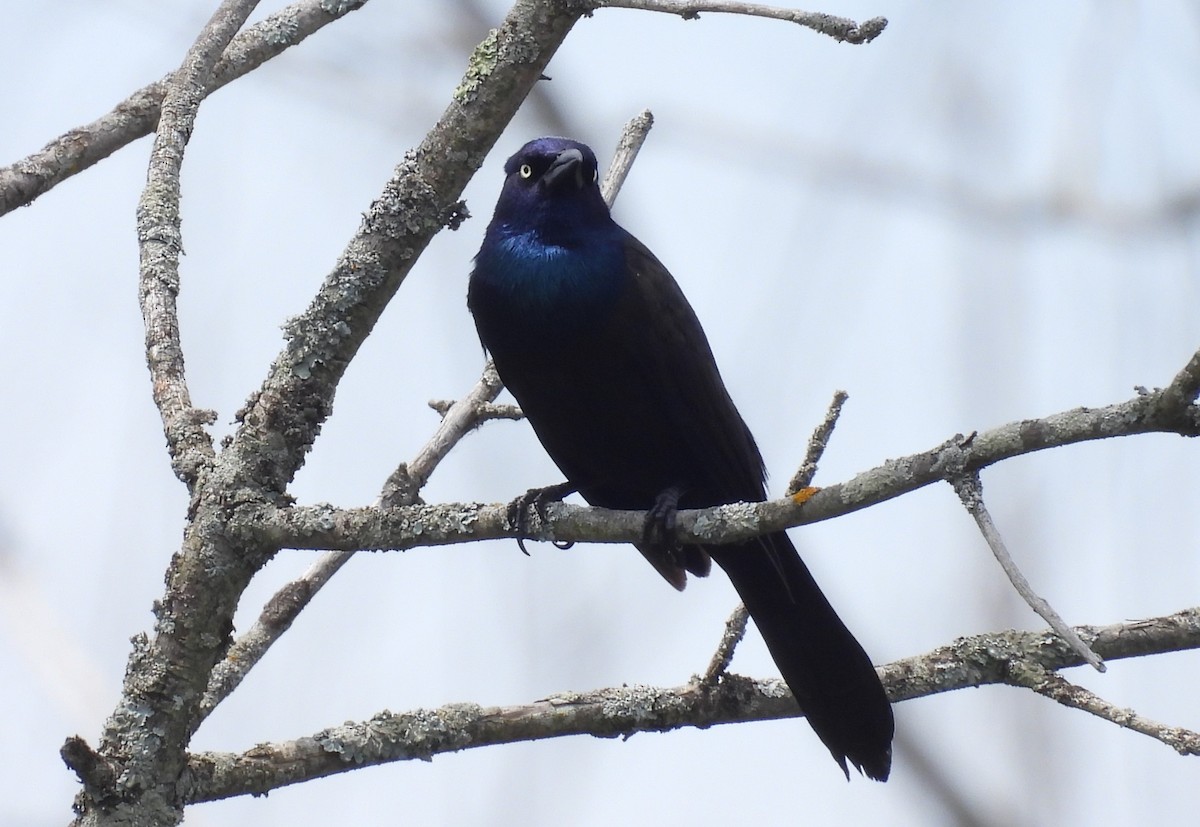 Common Grackle - ML620195616