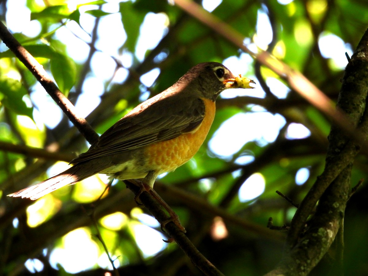 American Robin - ML620195617