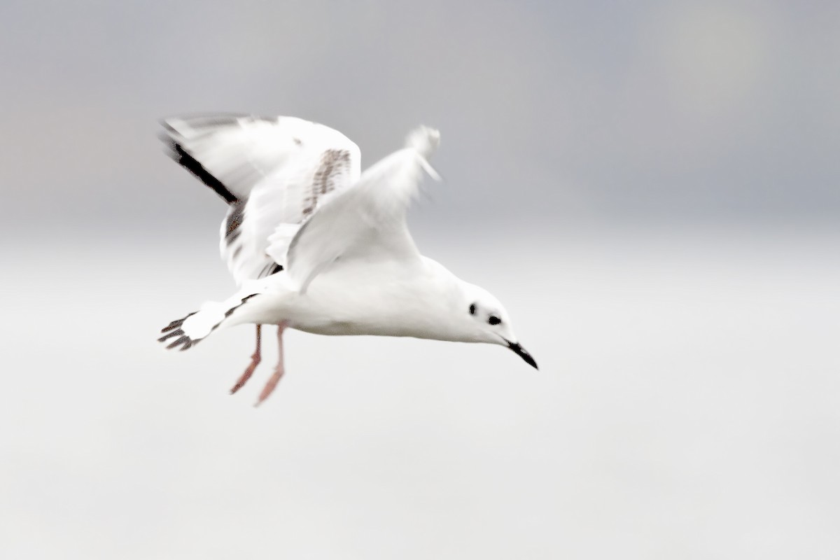 Mouette de Bonaparte - ML620195622