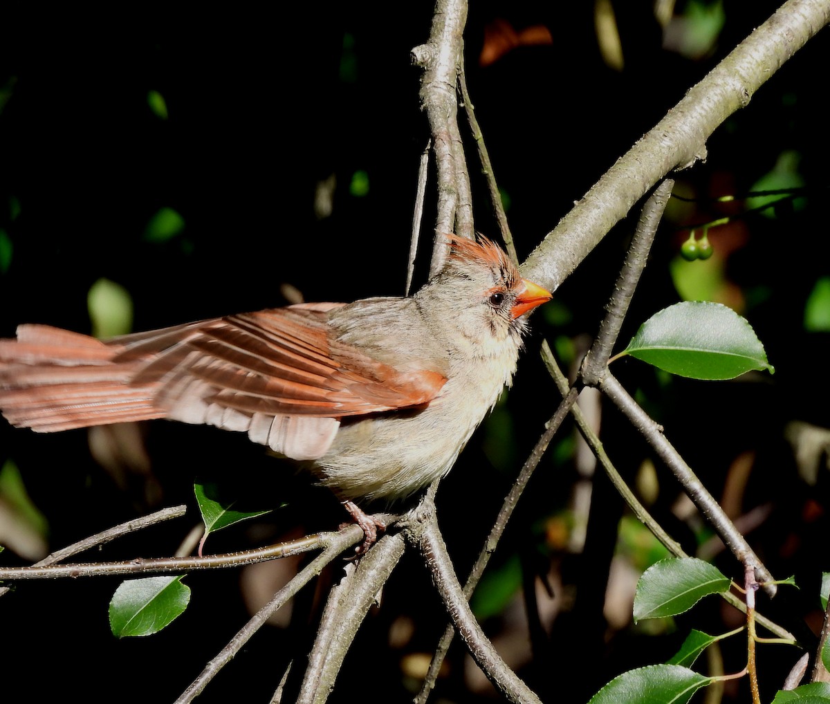 Cardinal rouge - ML620195636