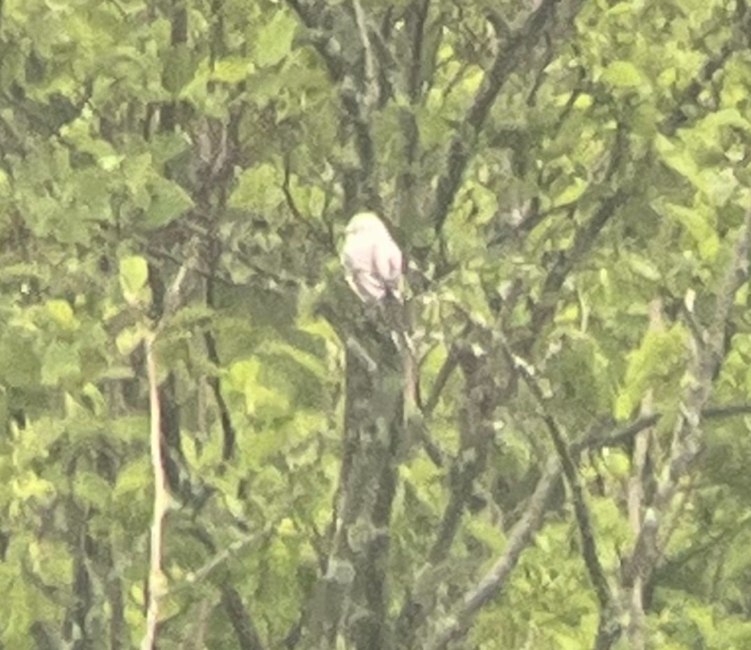 Scissor-tailed Flycatcher - ML620195654