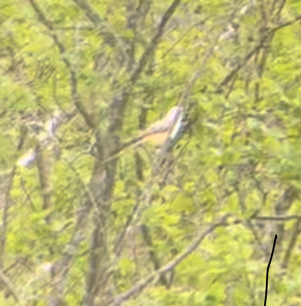 Scissor-tailed Flycatcher - ML620195656