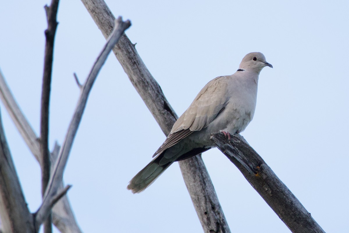 灰斑鳩 - ML620195658