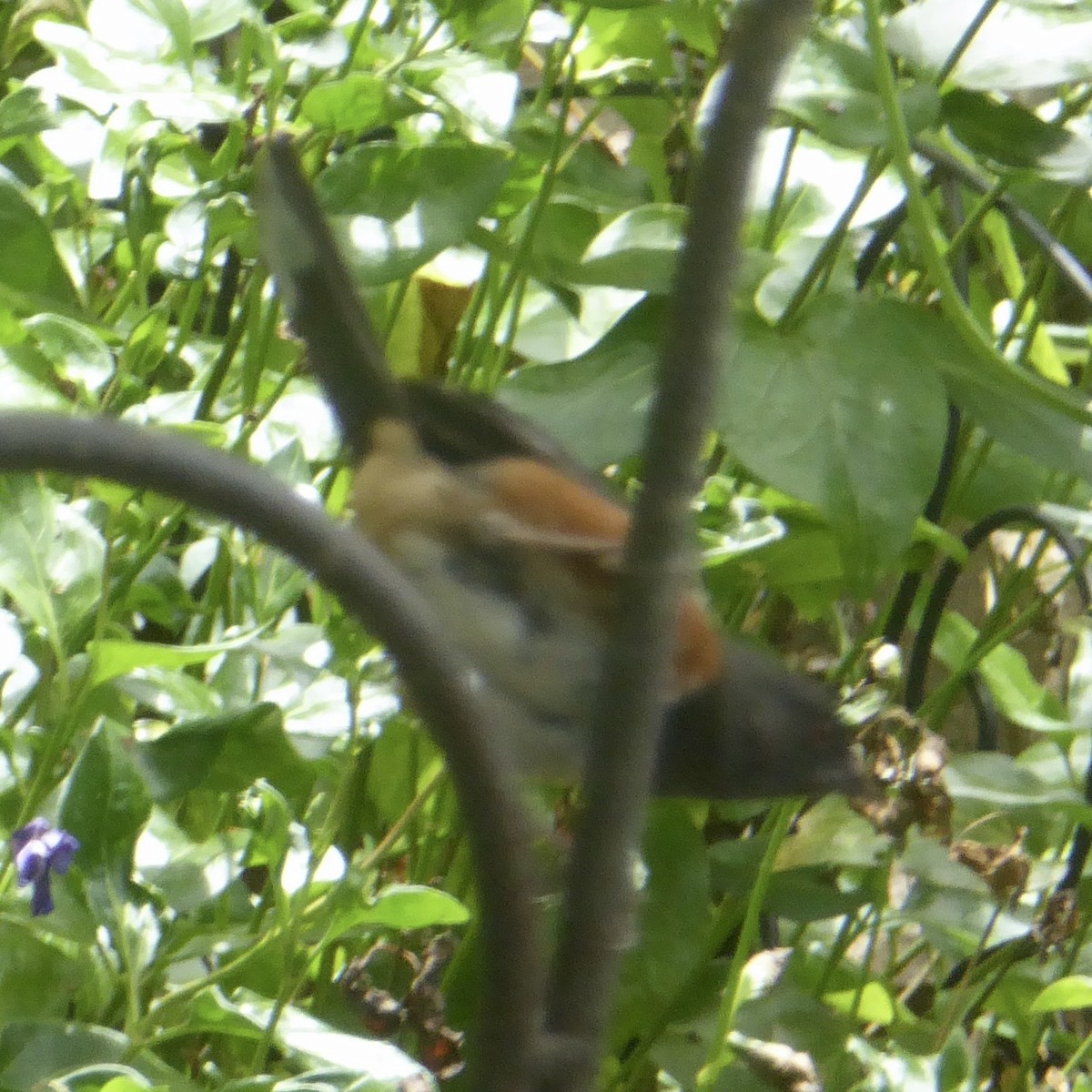 Spotted Towhee - ML620195663