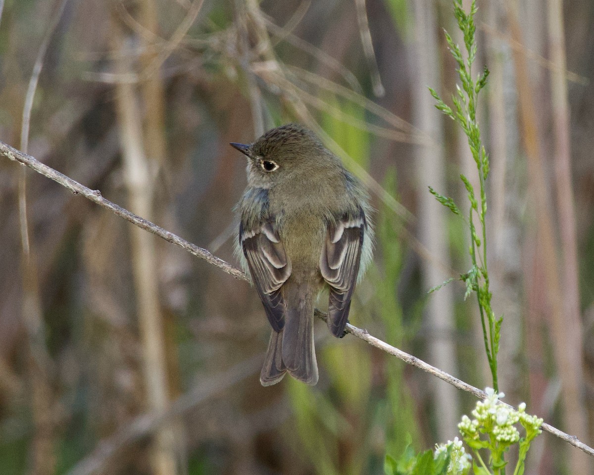 Hammond's Flycatcher - ML620195664