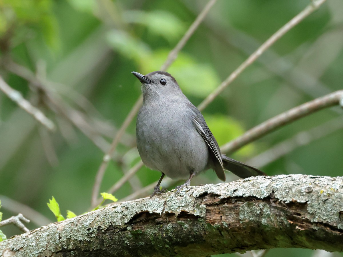 Gray Catbird - ML620195672