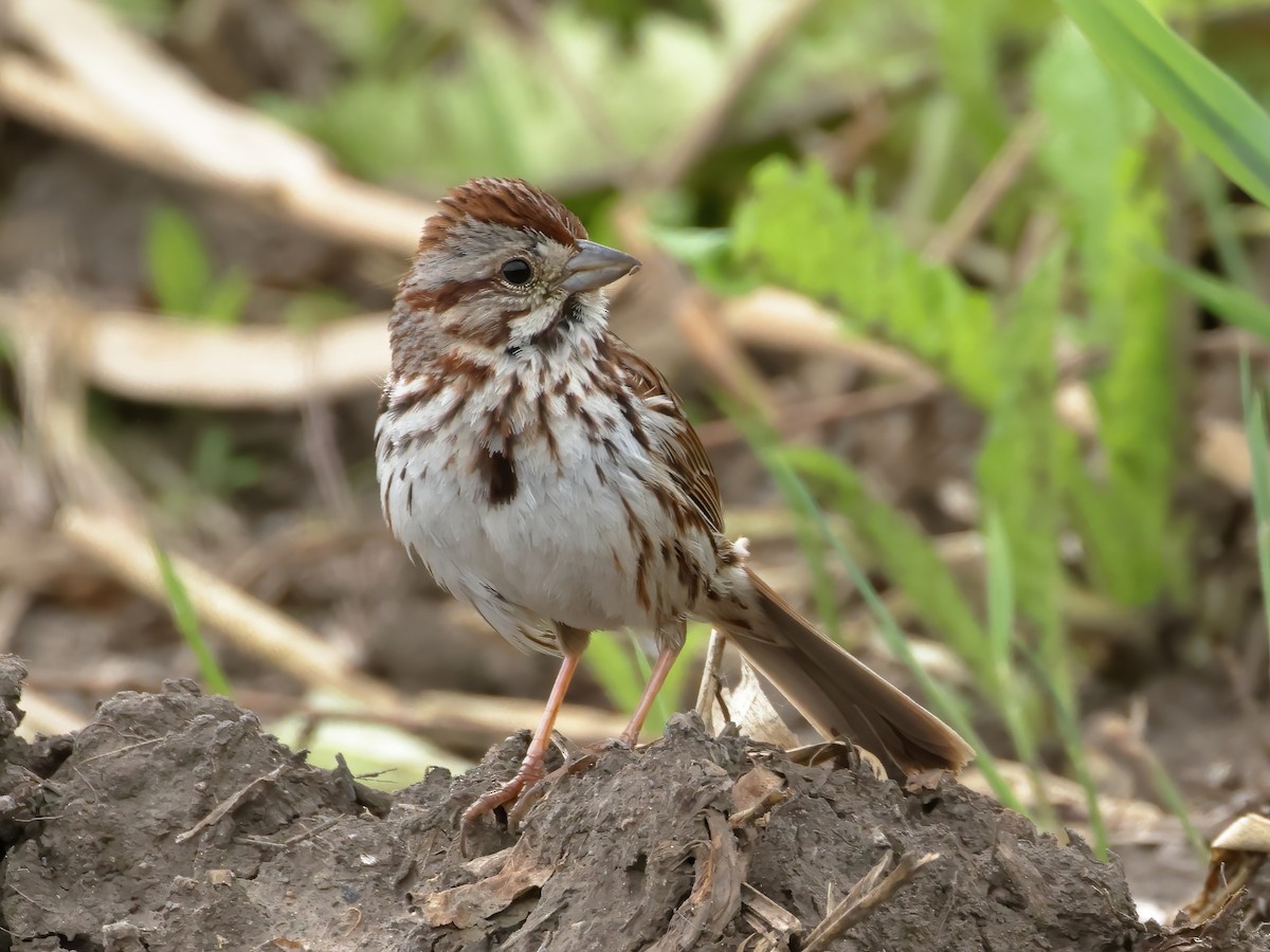 Song Sparrow - ML620195678