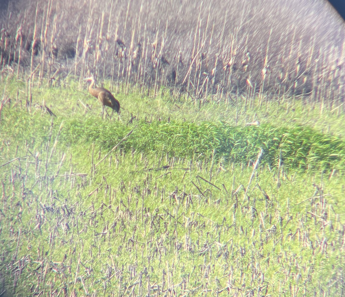 Sandhill Crane - ML620195683