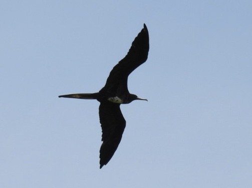 Magnificent Frigatebird - ML620195695