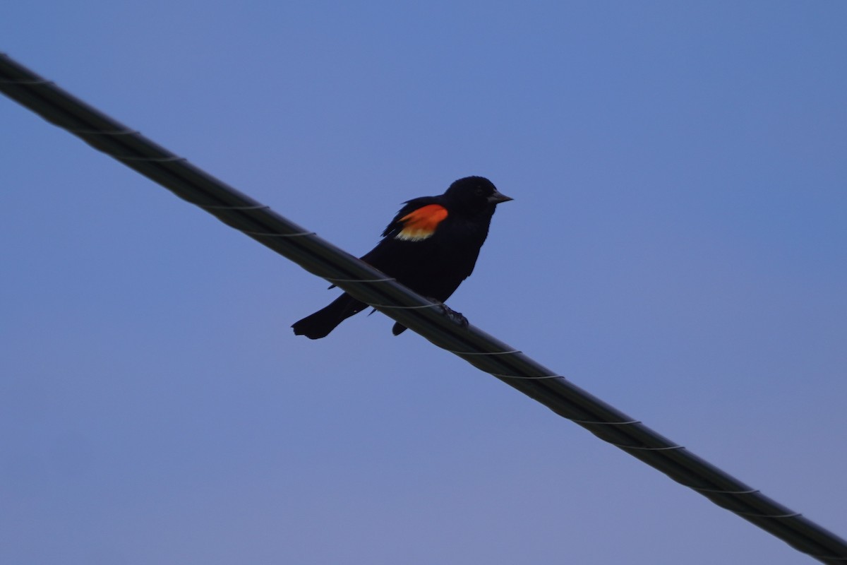 Red-winged Blackbird - ML620195697