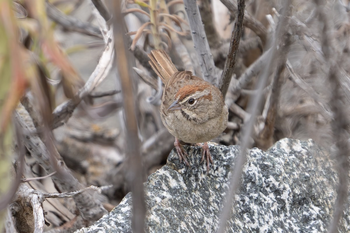 Rufous-crowned Sparrow - ML620195701