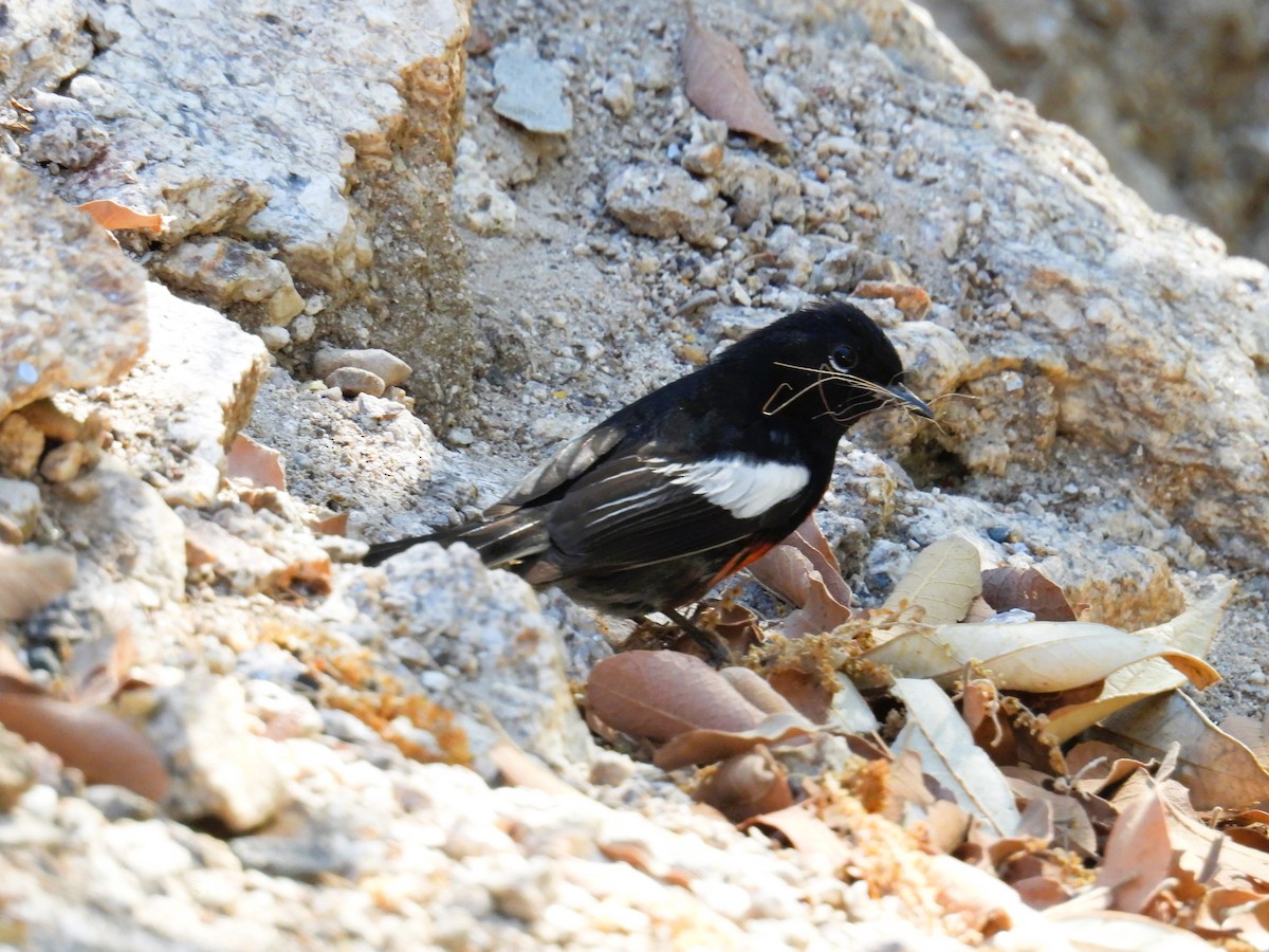 Painted Redstart - ML620195703