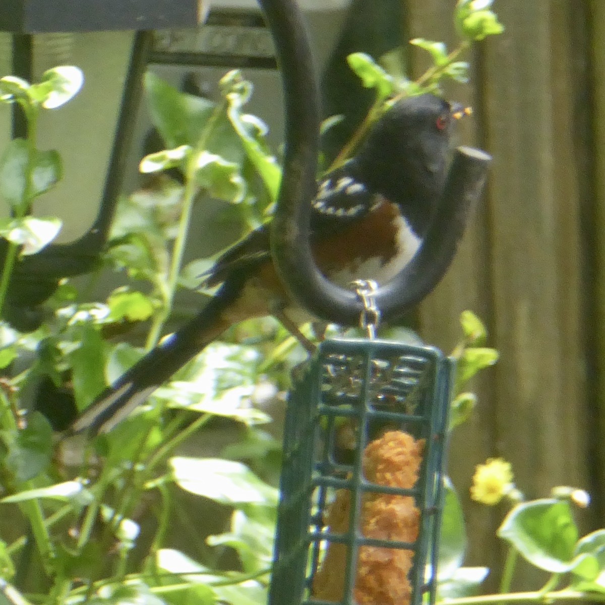 Spotted Towhee - ML620195712