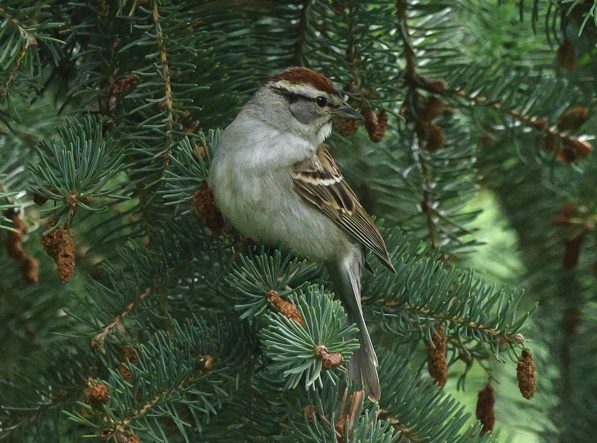 Chipping Sparrow - ML620195715