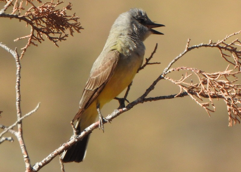 Western Kingbird - ML620195717