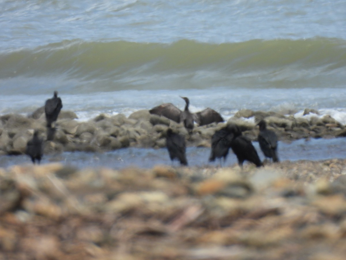 Neotropic Cormorant - ML620195722