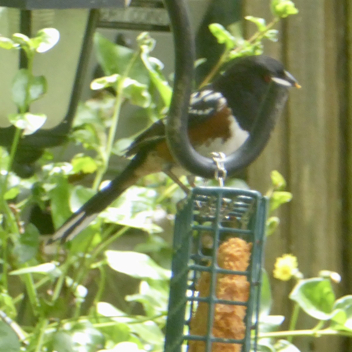 Spotted Towhee - ML620195726