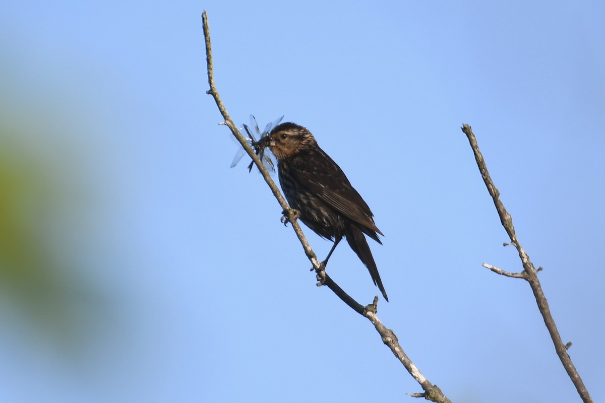 Red-winged Blackbird (Red-winged) - ML620195731