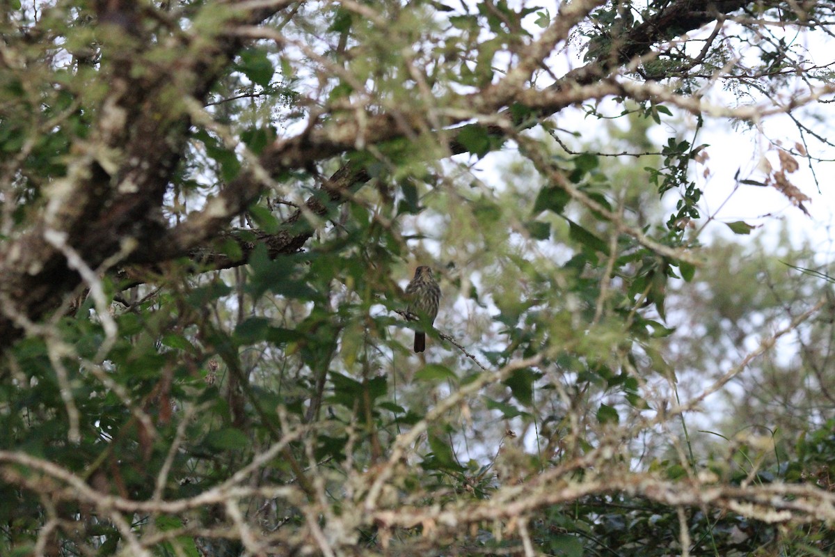 Blue-billed Black-Tyrant - ML620195733