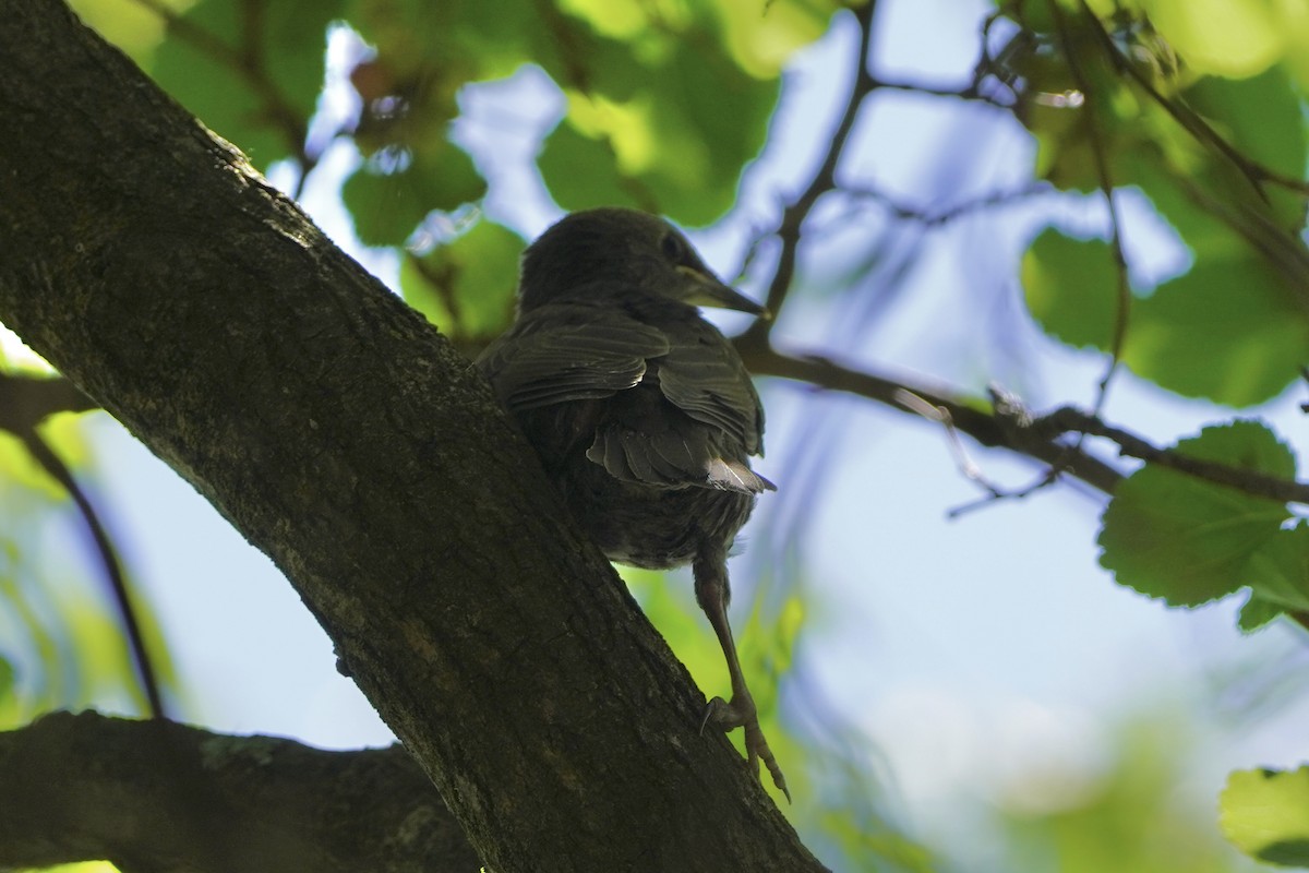 European Starling - ML620195736