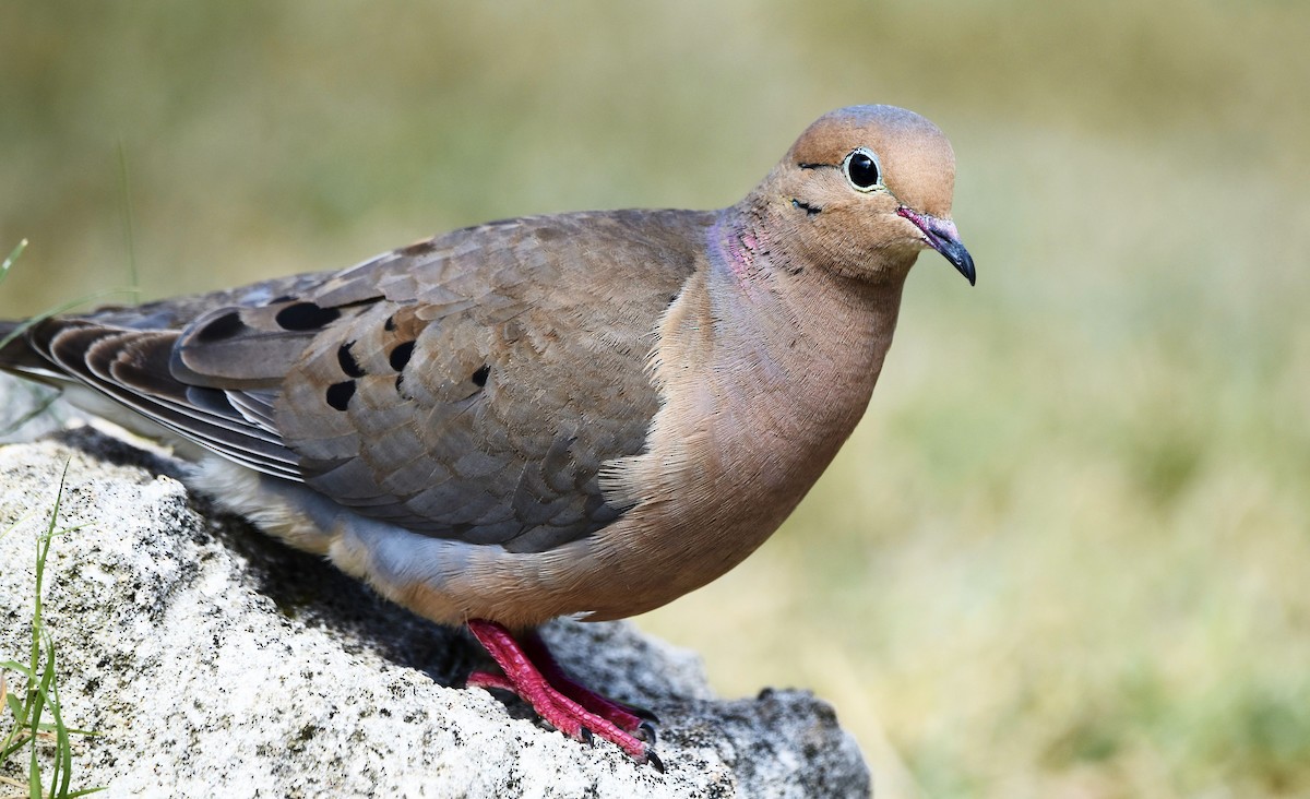 Mourning Dove - ML620195737