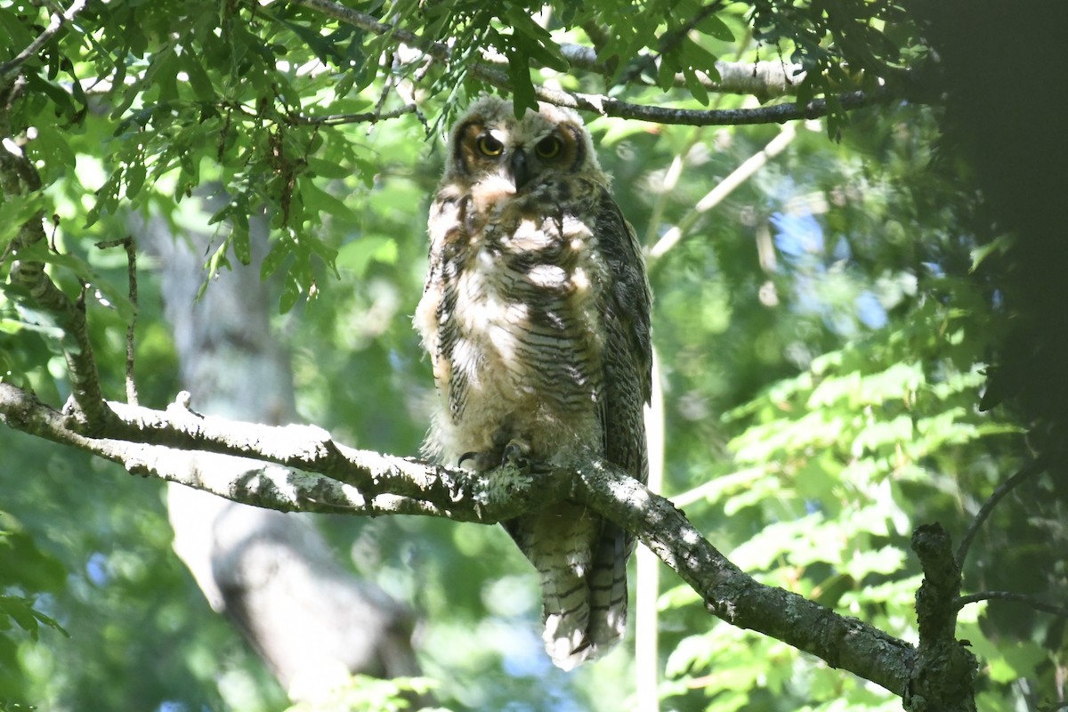 Great Horned Owl - ML620195744