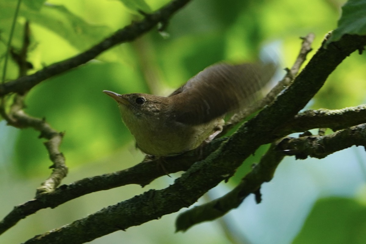 Northern House Wren - ML620195757