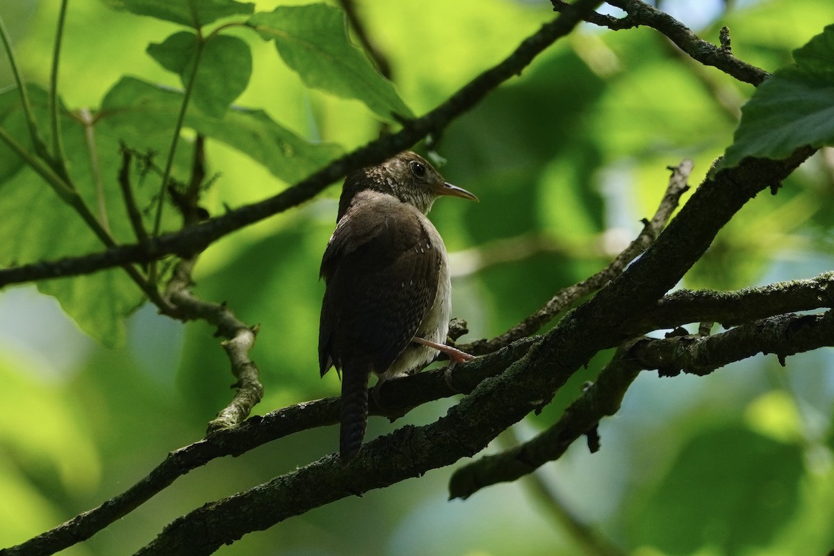 Northern House Wren - ML620195758