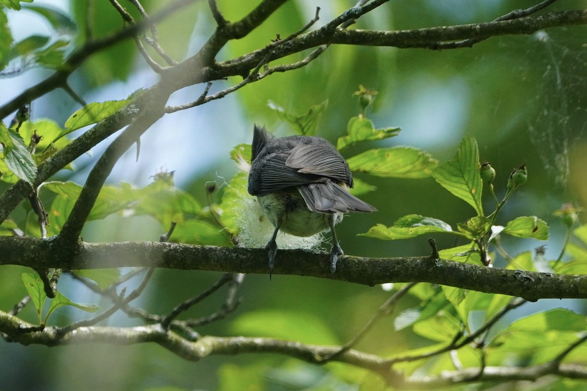 Tufted Titmouse - ML620195763