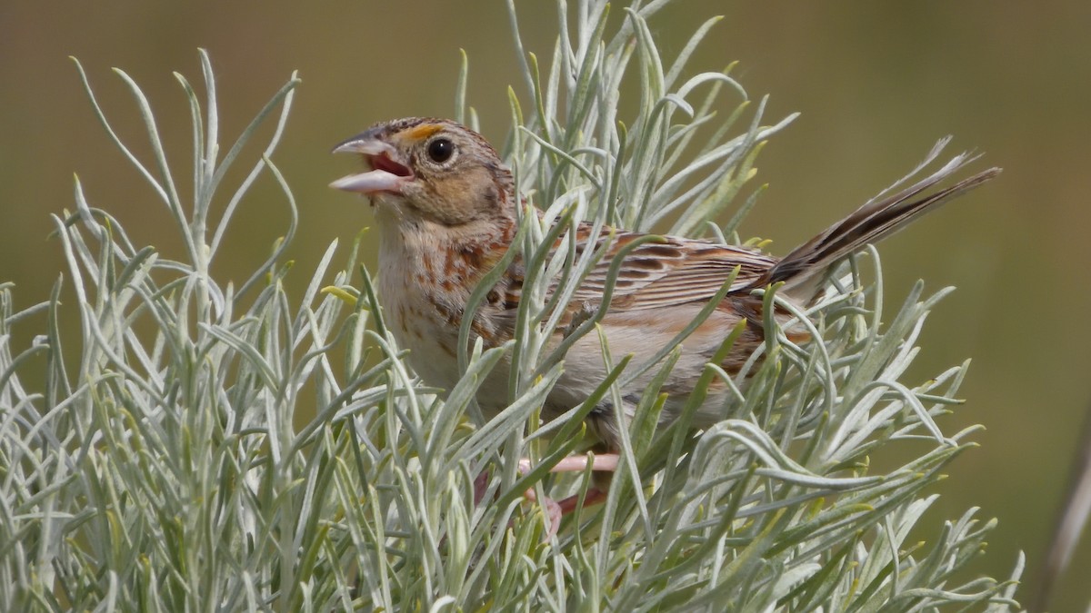 Grasshopper Sparrow - ML620195768
