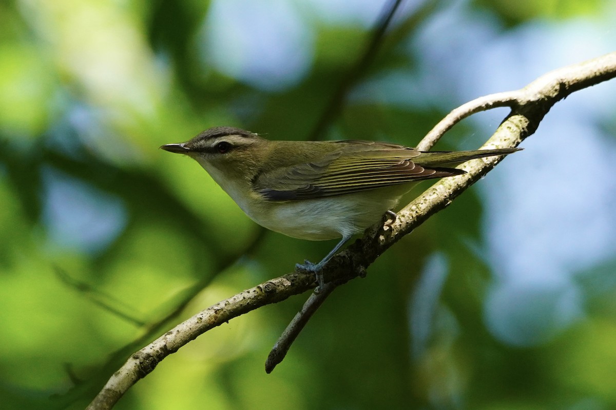 Kızıl Gözlü Vireo - ML620195770