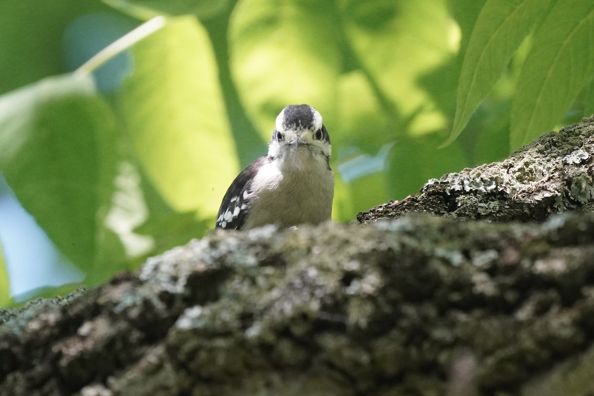 Downy Woodpecker - ML620195781